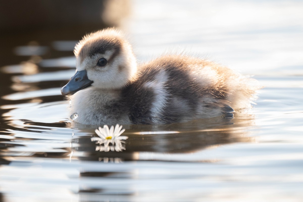 Egyptian Goose - ML625257956