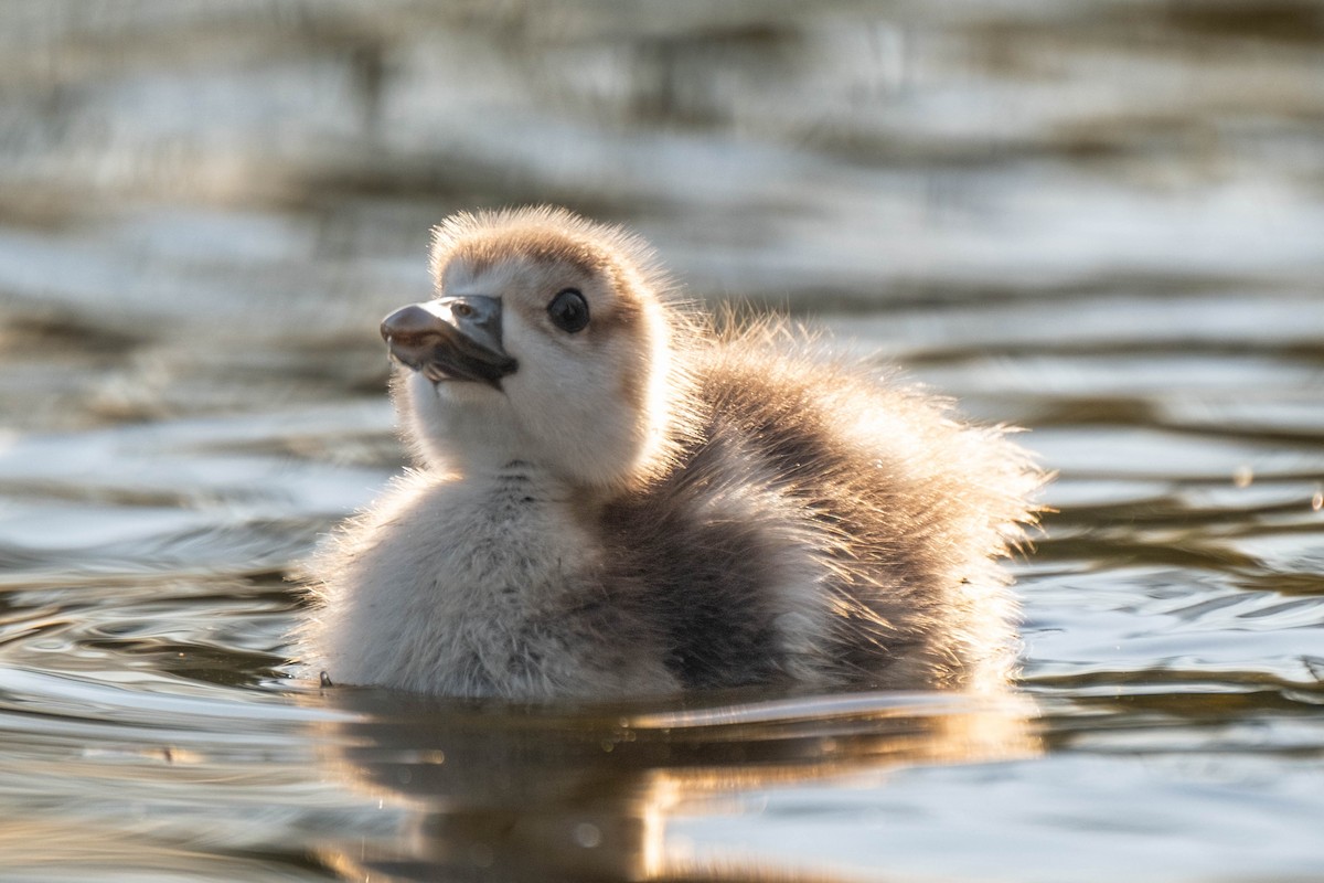 Egyptian Goose - ML625257957