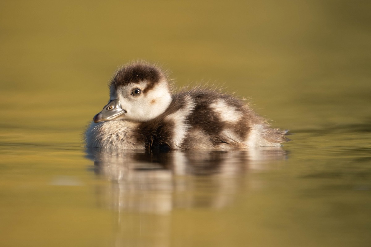 Egyptian Goose - ML625257958