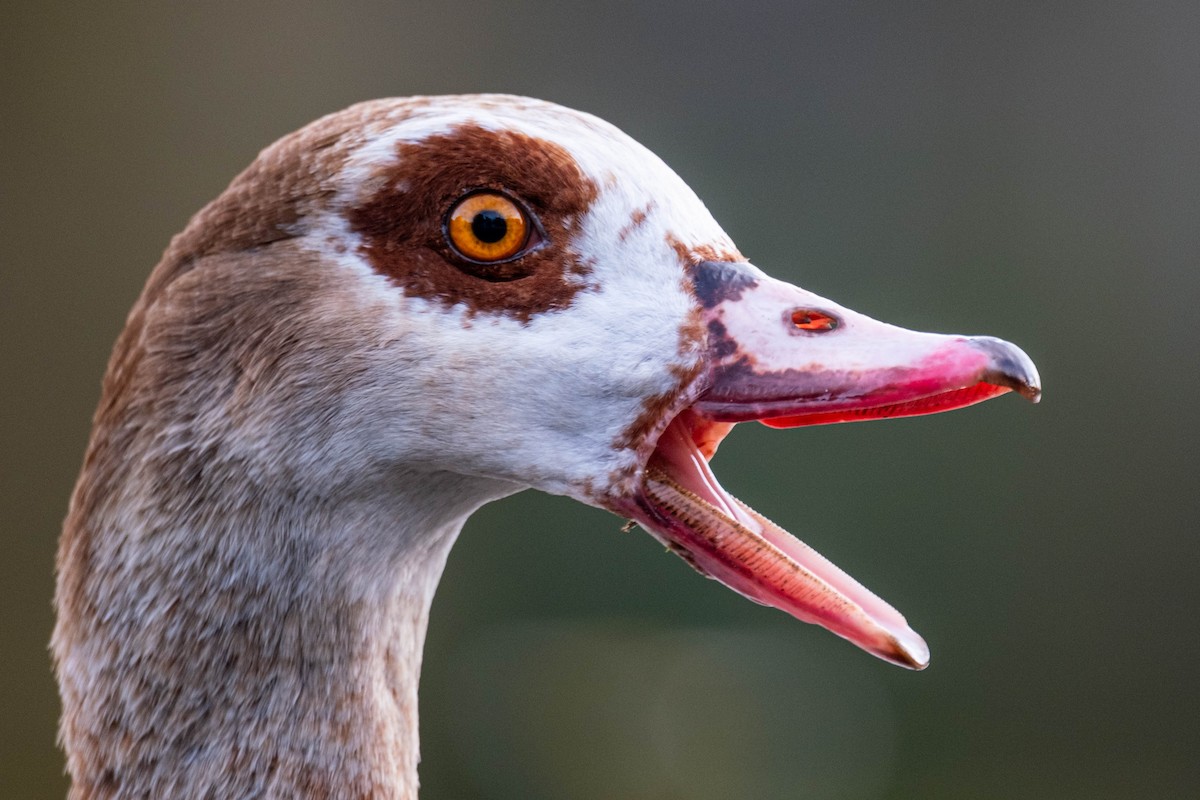 Egyptian Goose - ML625257959