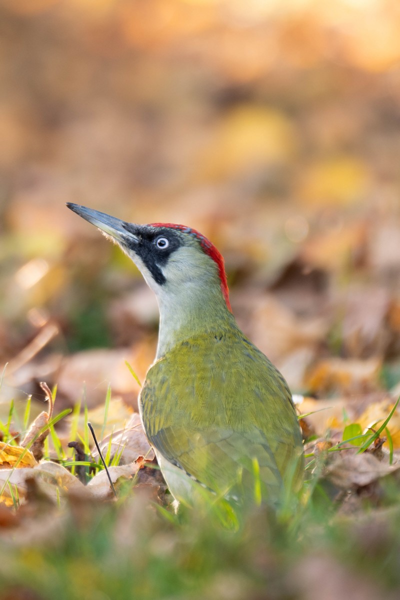 Eurasian Green Woodpecker - ML625257978