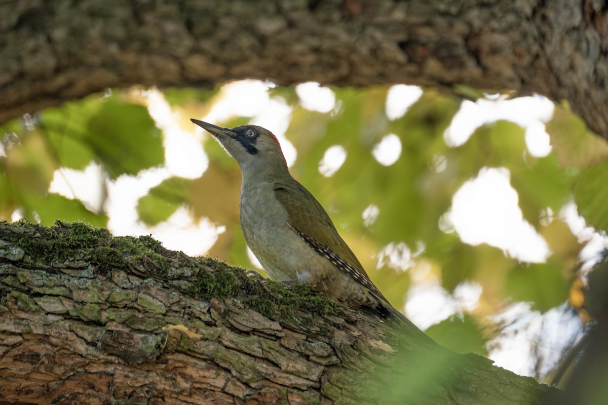 Eurasian Green Woodpecker - ML625257979