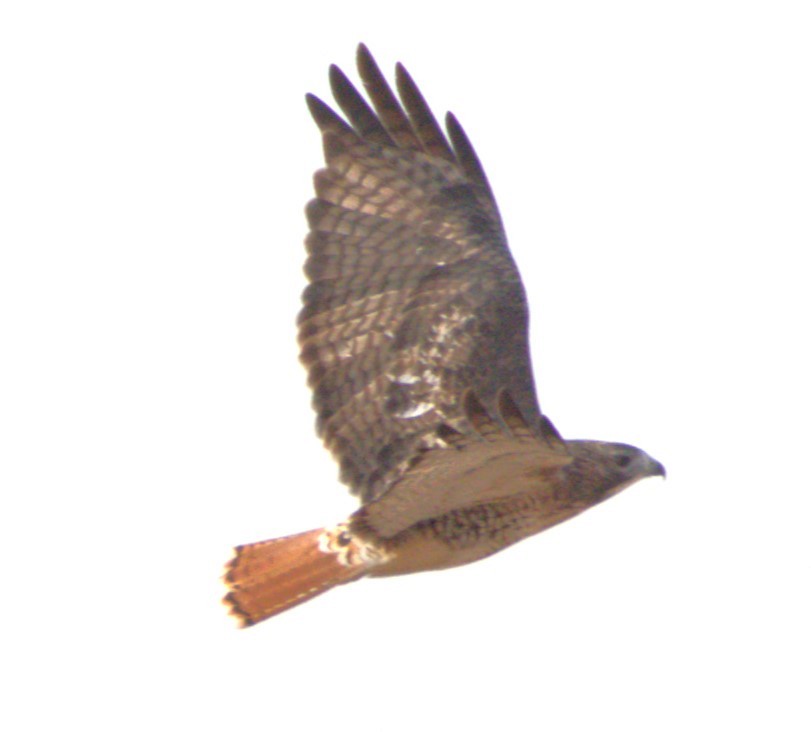 Red-tailed Hawk - ML625257990