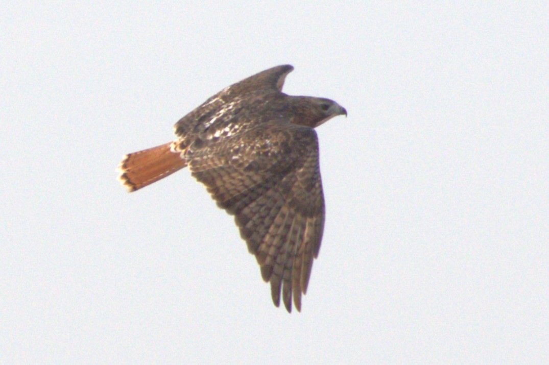 Red-tailed Hawk - ML625257991