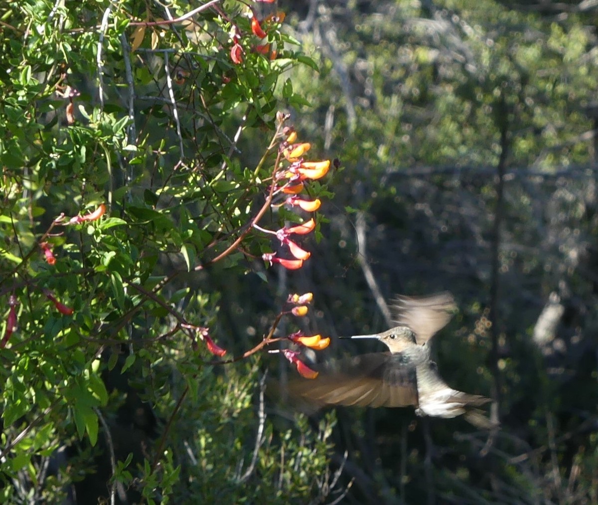 Giant Hummingbird - ML625258030