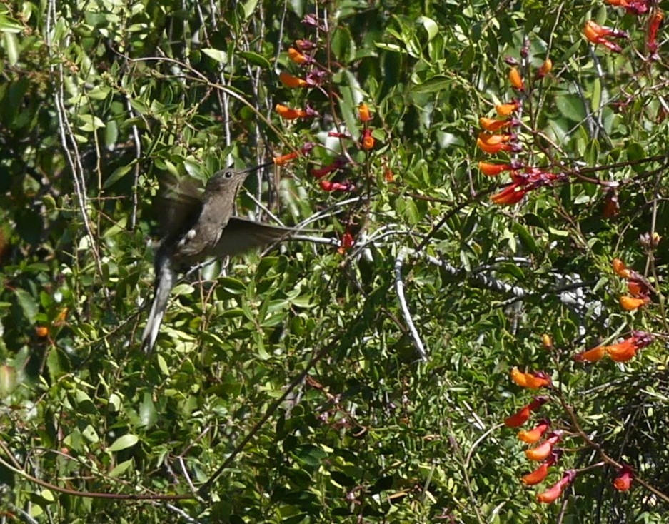 Giant Hummingbird - ML625258031