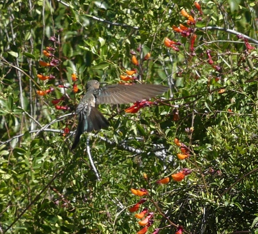 Colibri géant - ML625258032