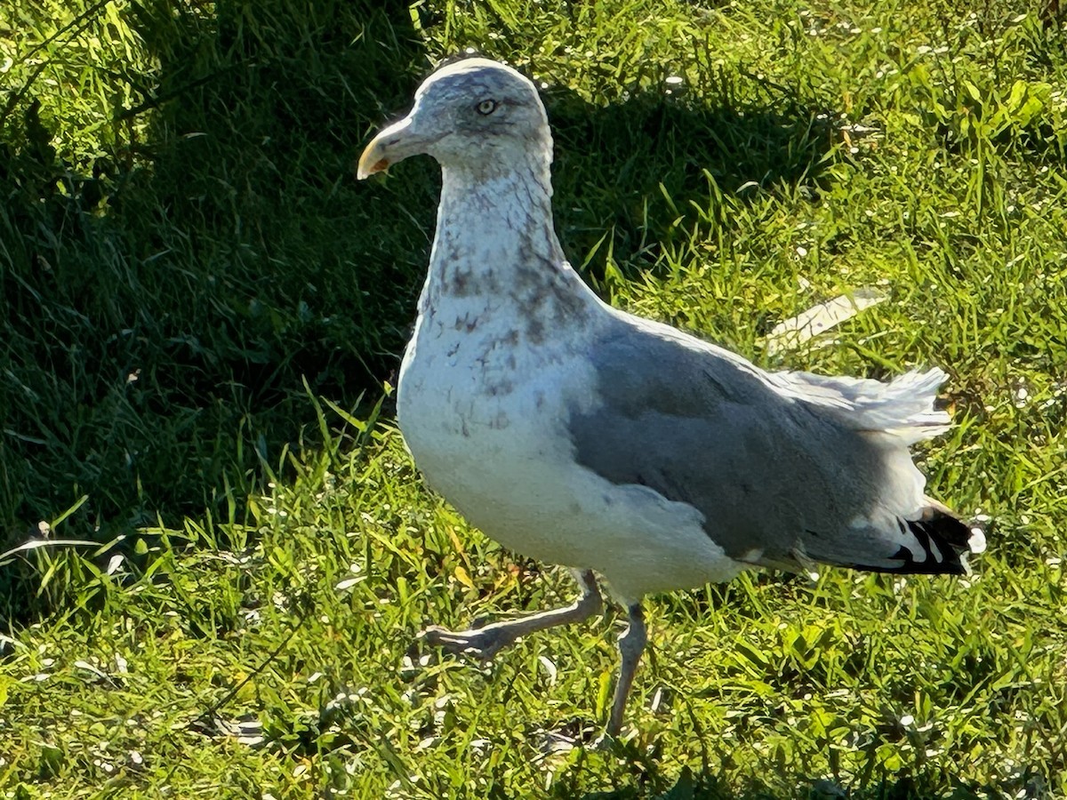 Herring Gull- - ML625258131