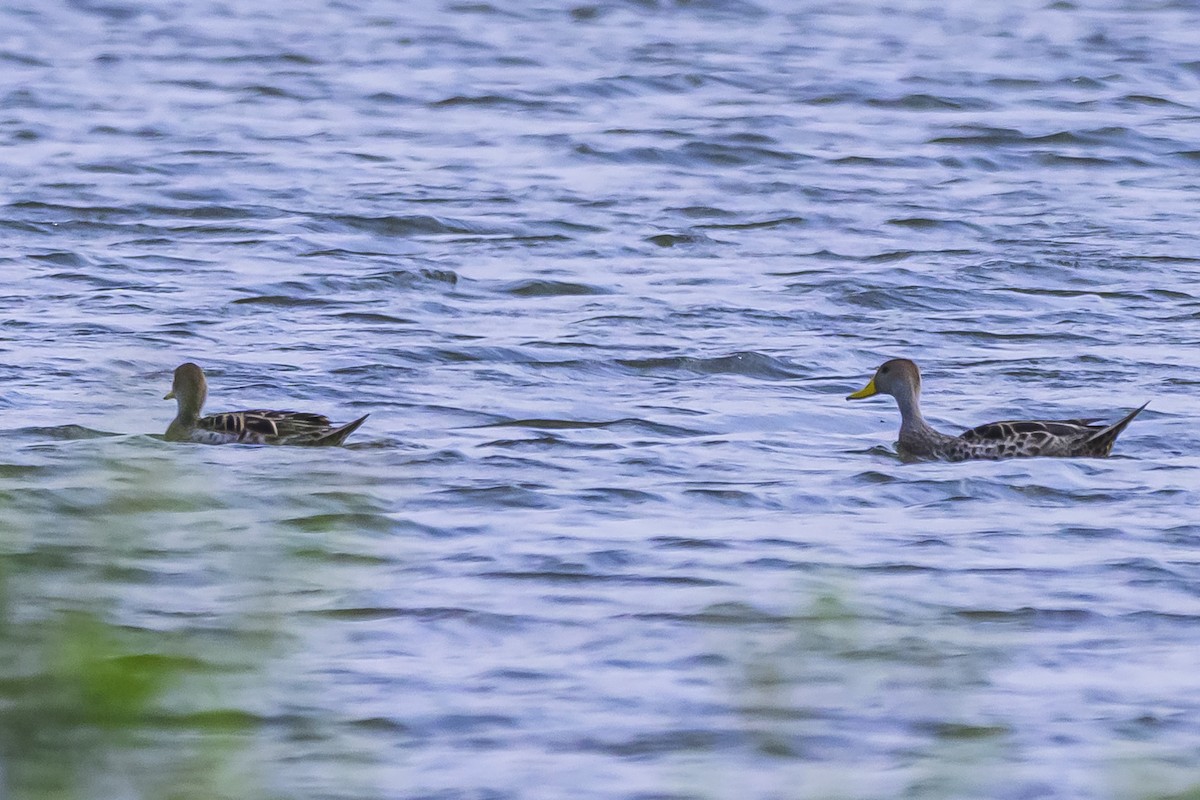 Yellow-billed Pintail - ML625258206