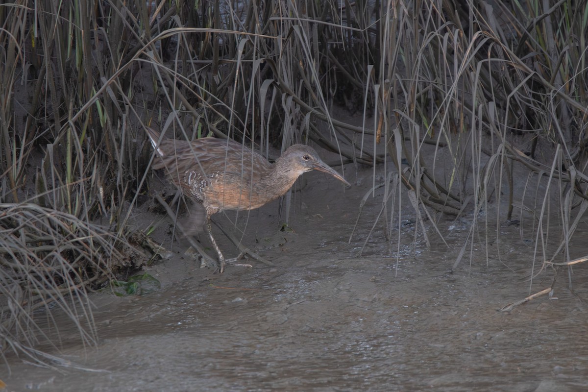 Clapper Rail - ML625258248