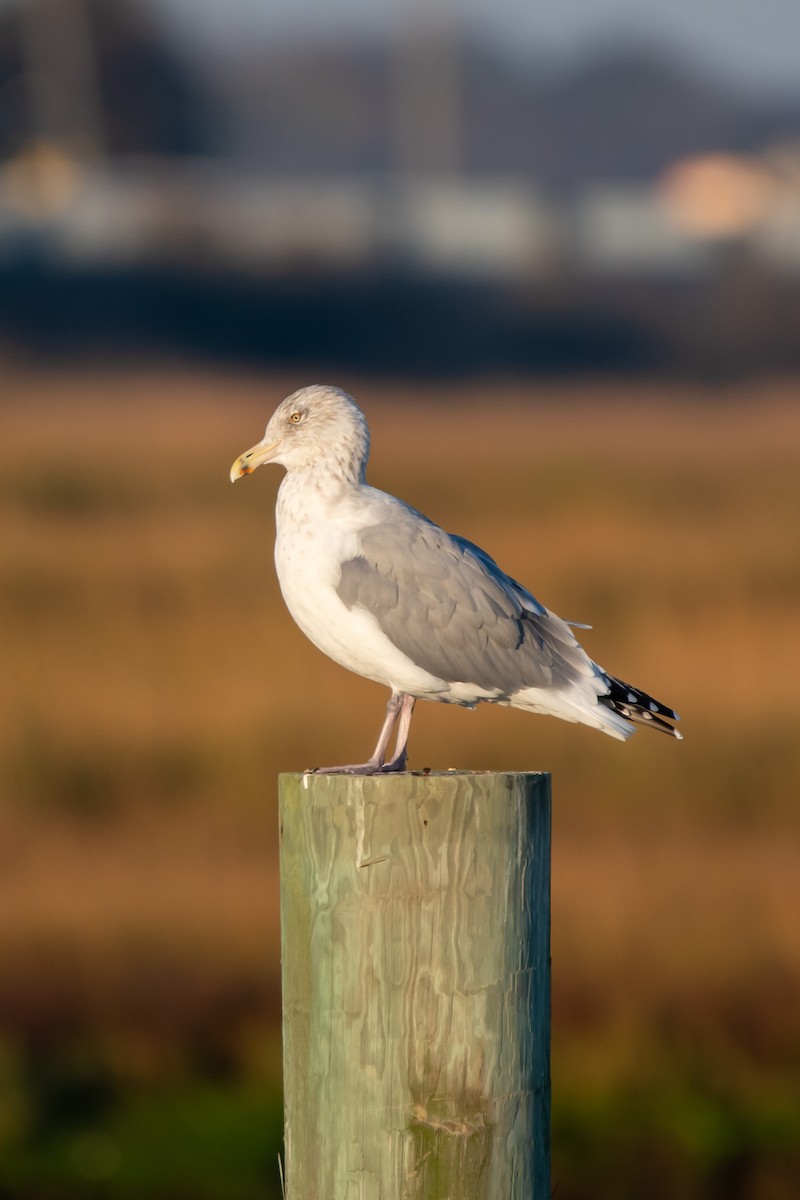 Herring Gull- - ML625258261