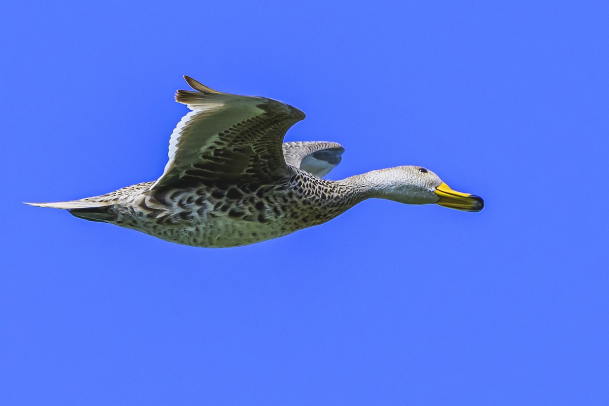 Yellow-billed Pintail - ML625258293