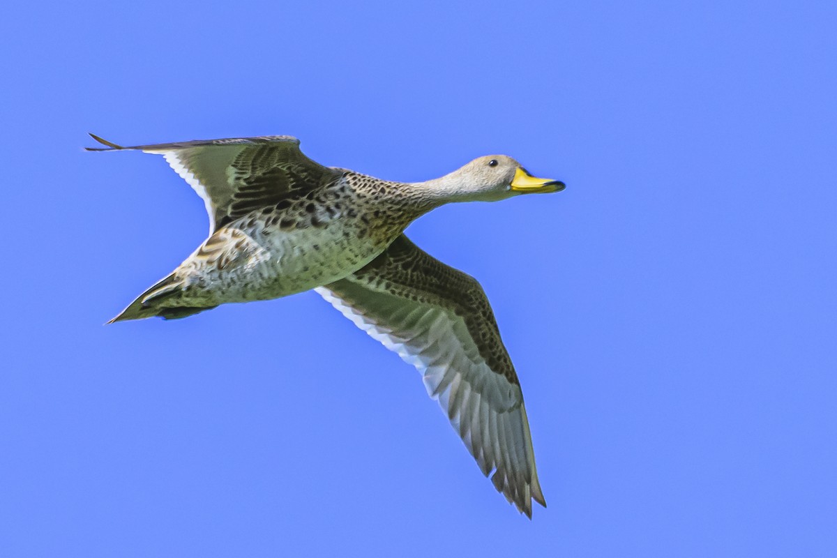 Yellow-billed Pintail - ML625258294