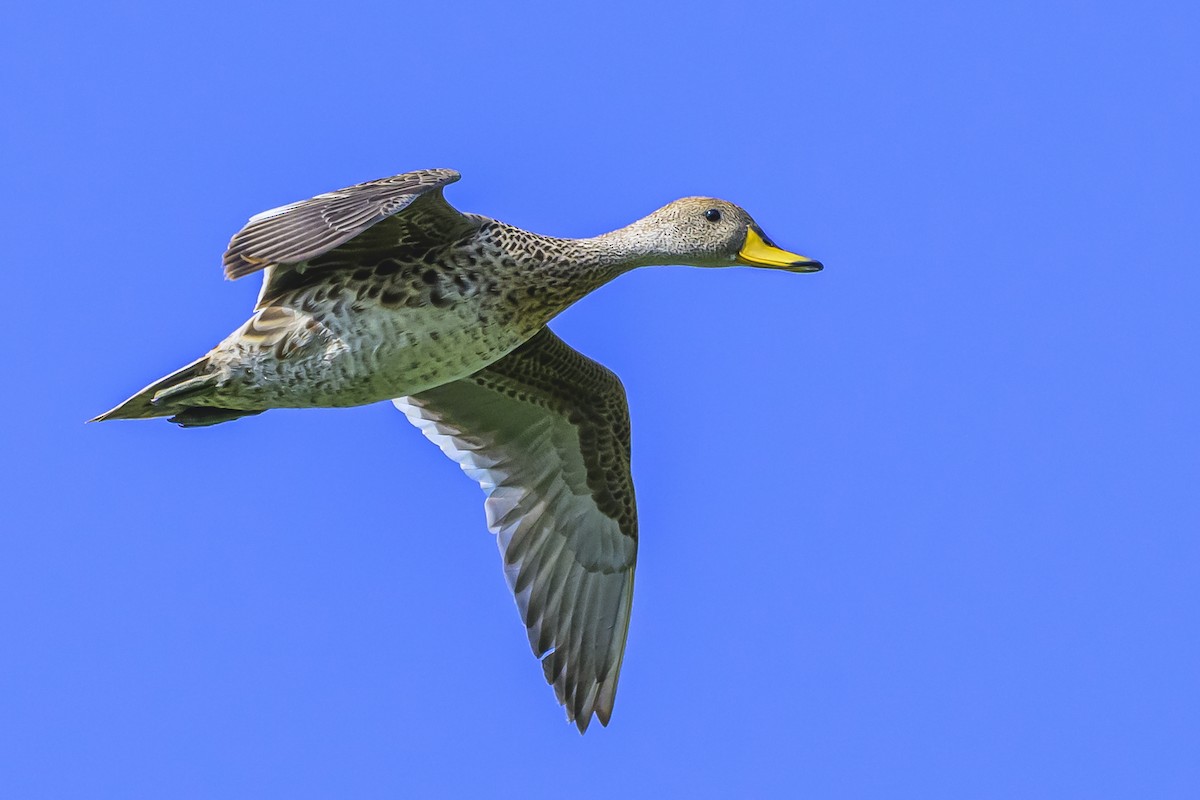 Yellow-billed Pintail - ML625258296