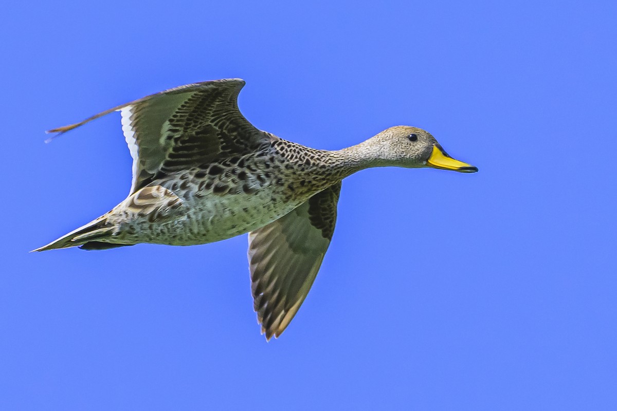 Yellow-billed Pintail - ML625258297