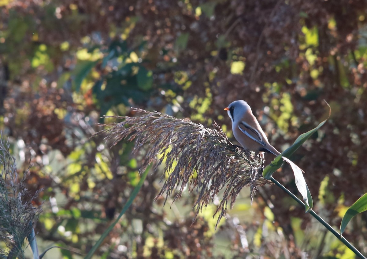 Bearded Reedling - ML625258317