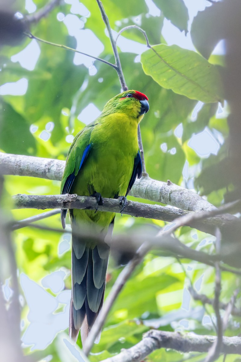 New Caledonian Parakeet - ML625258356