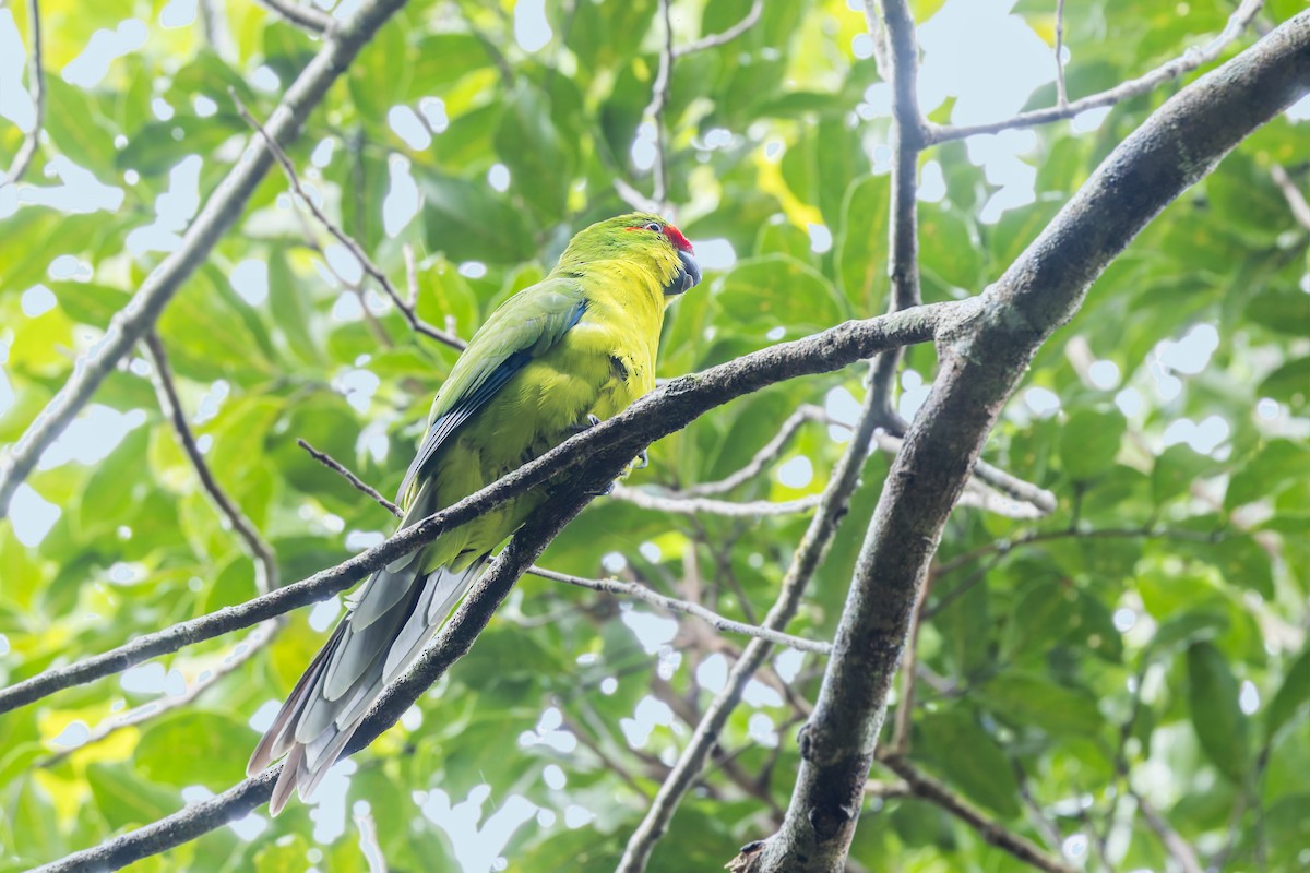 New Caledonian Parakeet - ML625258357