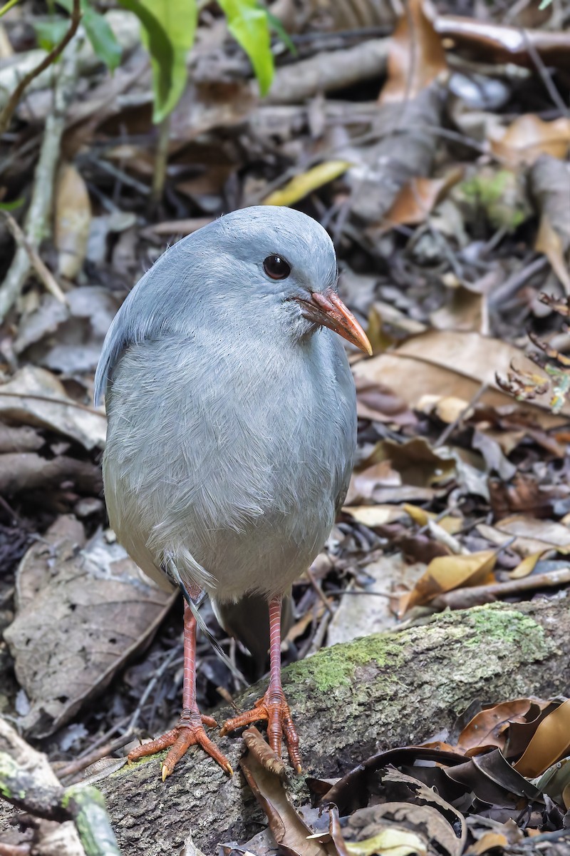 Kagu - ML625258358