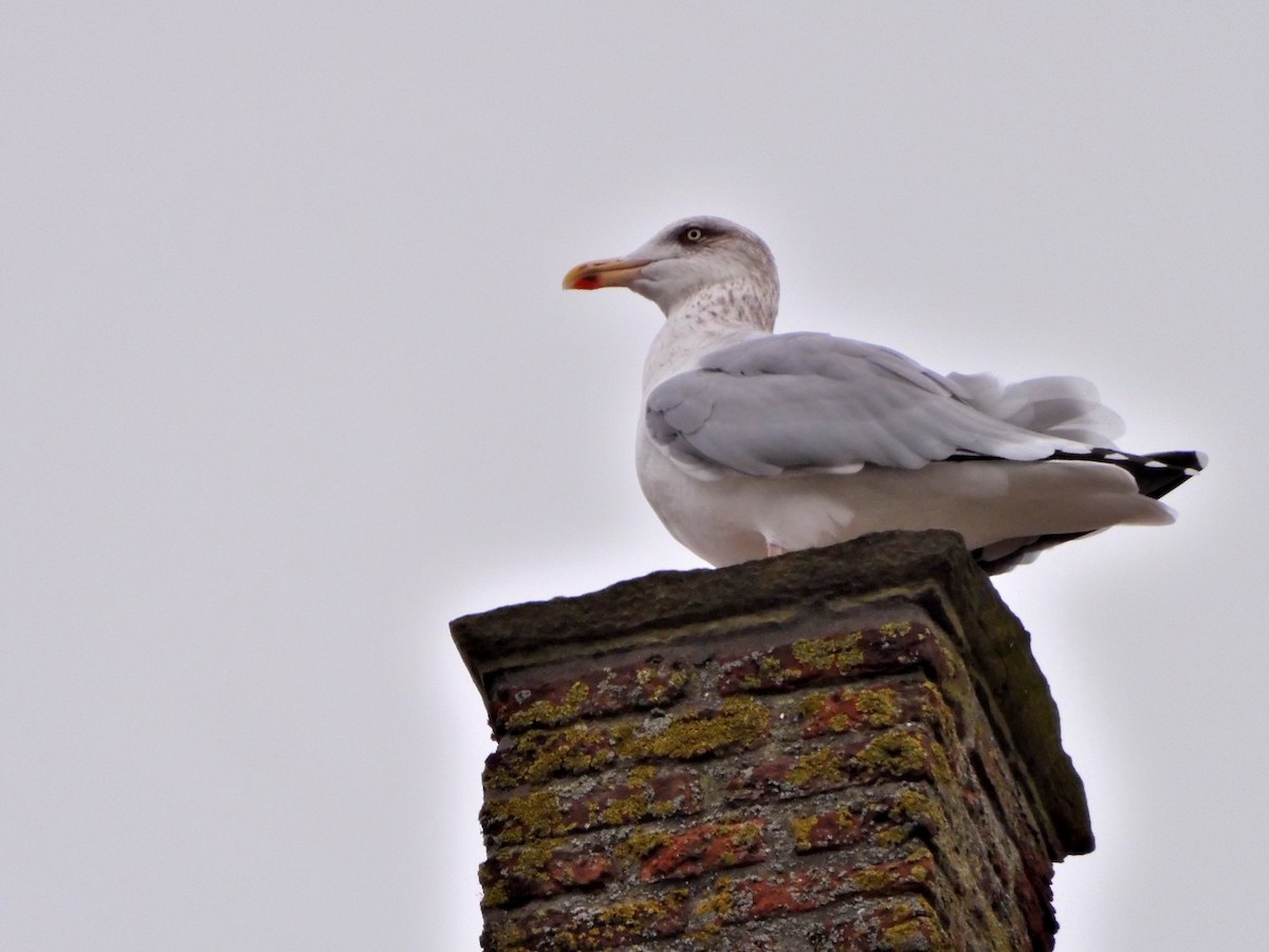 Herring Gull- - ML625258604