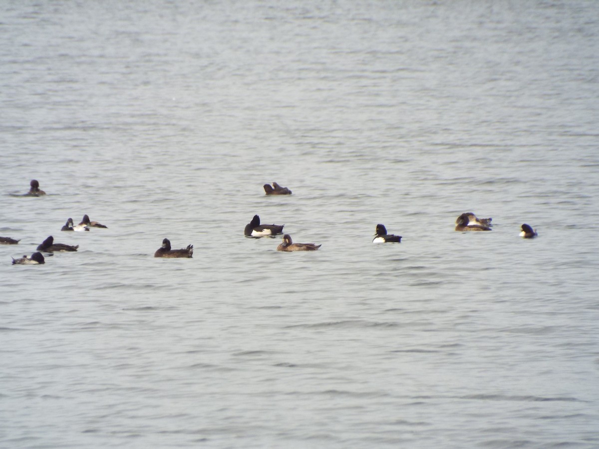 Greater Scaup - ML625258743