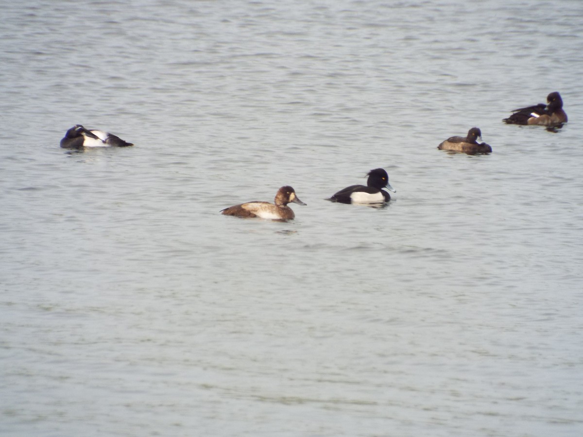 Greater Scaup - ML625258750