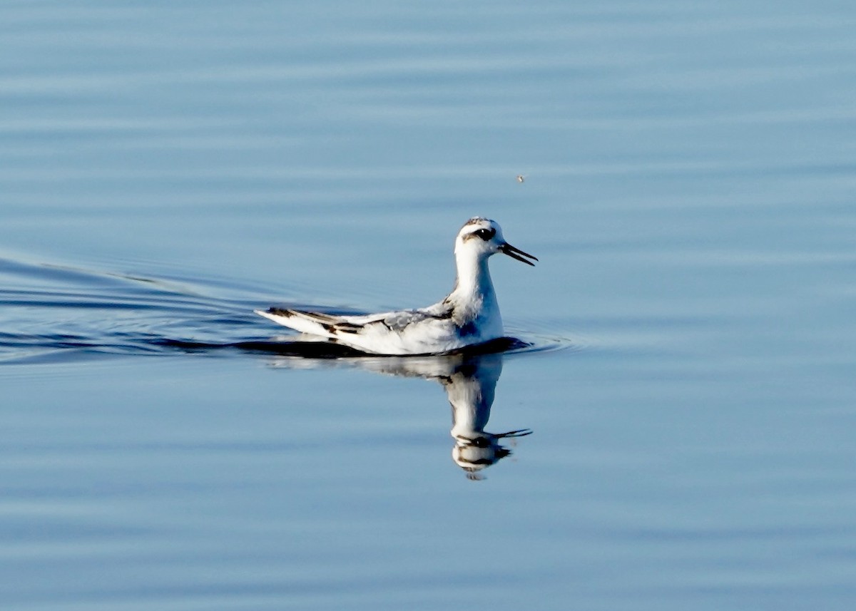 Red Phalarope - ML625258783