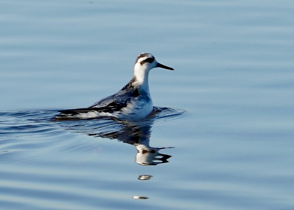 Red Phalarope - ML625258784