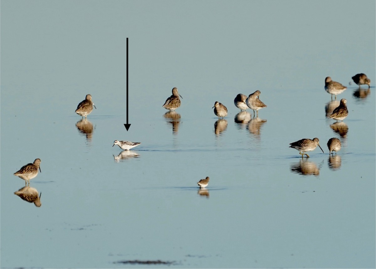 Red Phalarope - ML625258882