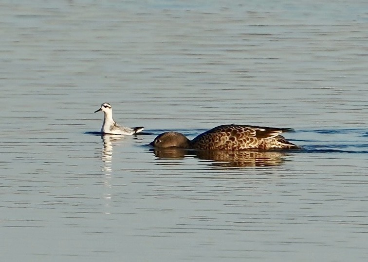 Red Phalarope - ML625258883