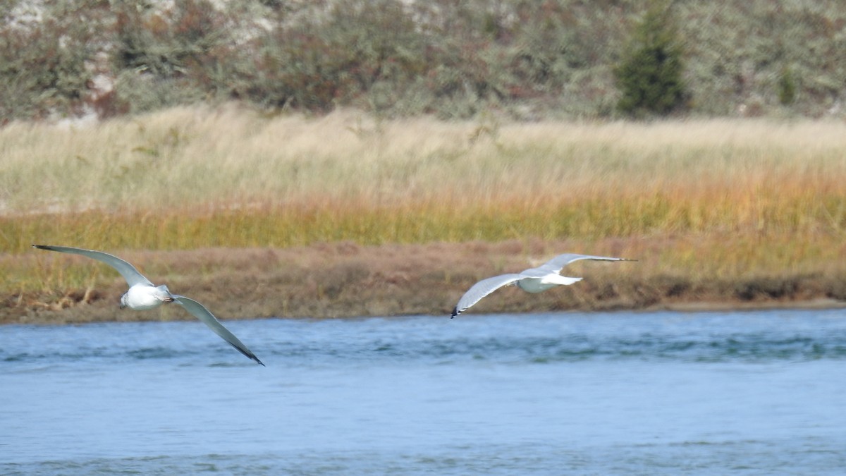 Herring Gull- - ML625258963