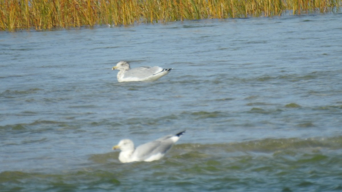 Herring Gull- - Anca Vlasopolos