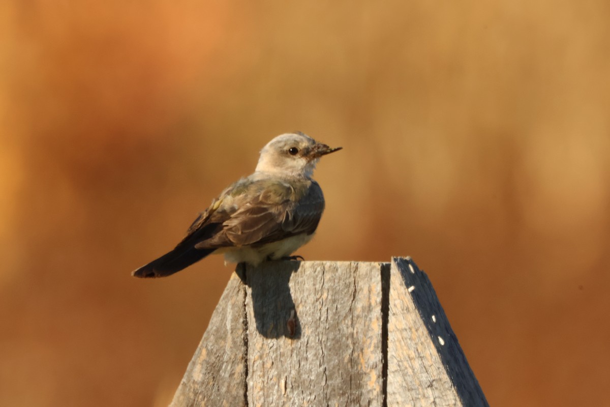 Western Kingbird - ML625259084