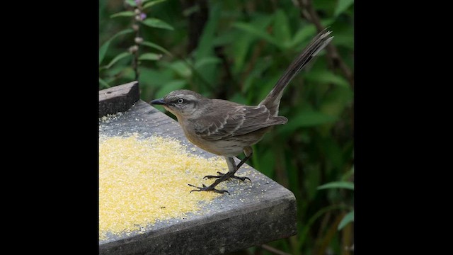 マミジロマネシツグミ - ML625259117