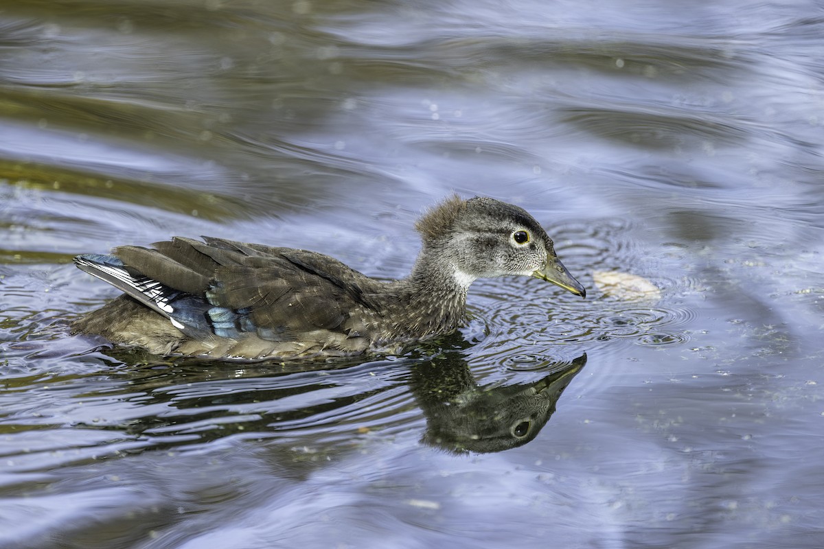 Wood Duck - William Rideout