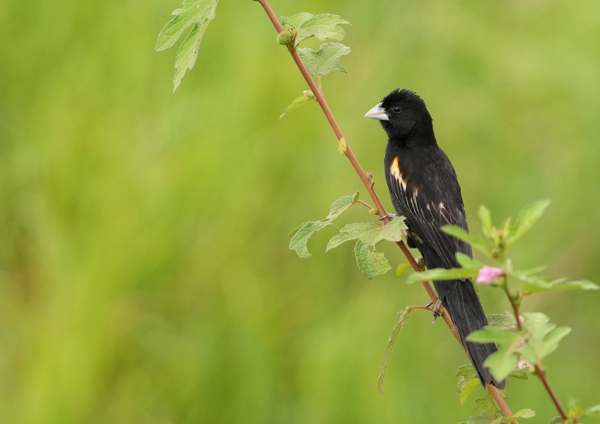 Marsh Widowbird - ML625259160