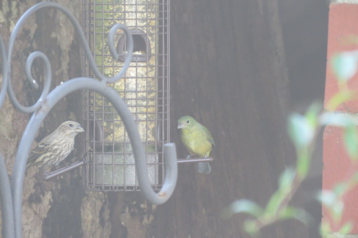 Painted Bunting - ML625259165