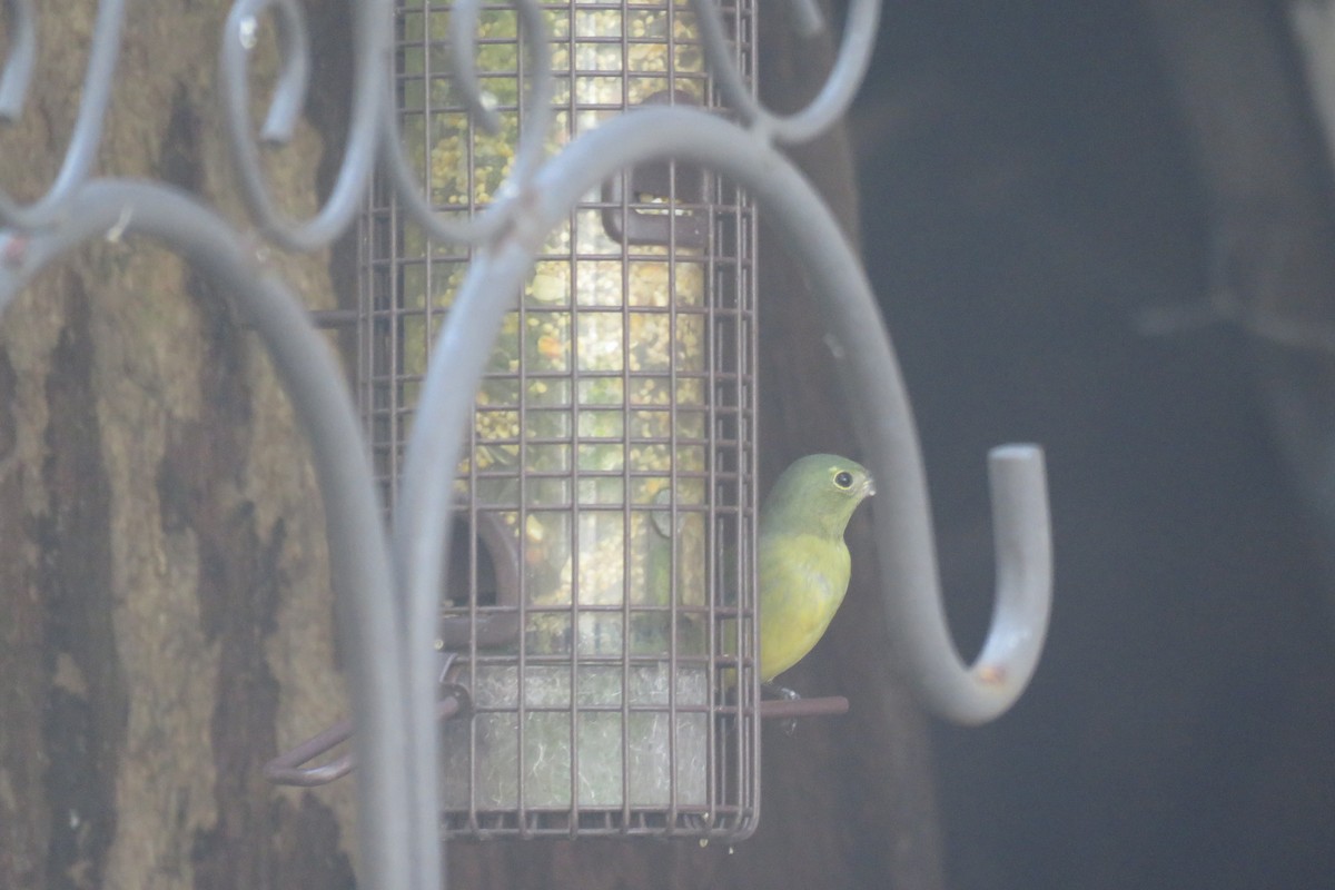 Painted Bunting - ML625259166