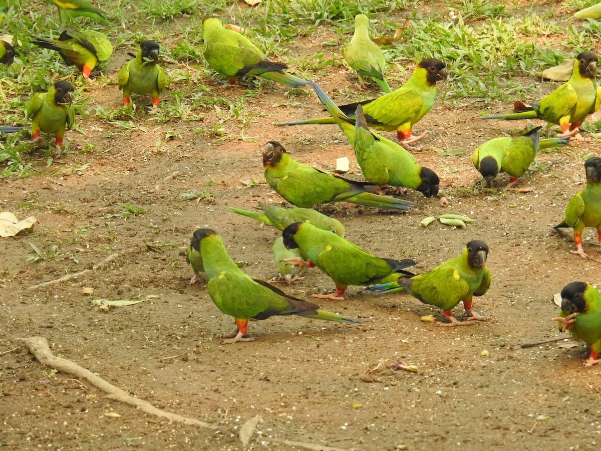 Conure nanday - ML625259358