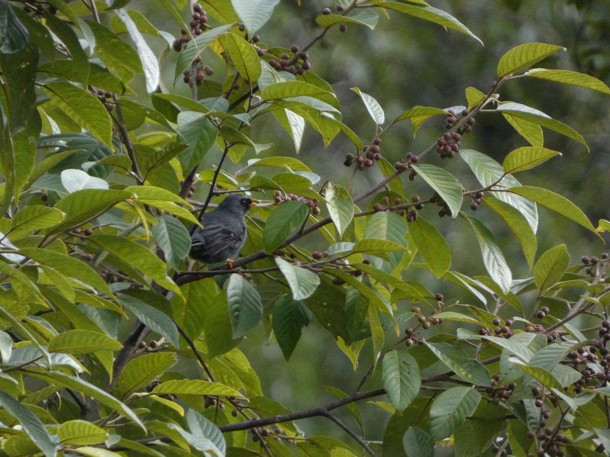 Black-faced Solitaire - ML625259362