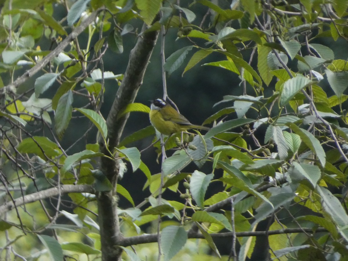 Sooty-capped Chlorospingus - ML625259384