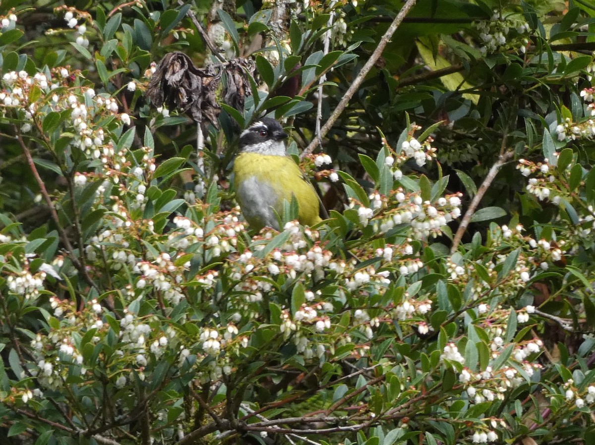 Sooty-capped Chlorospingus - ML625259474