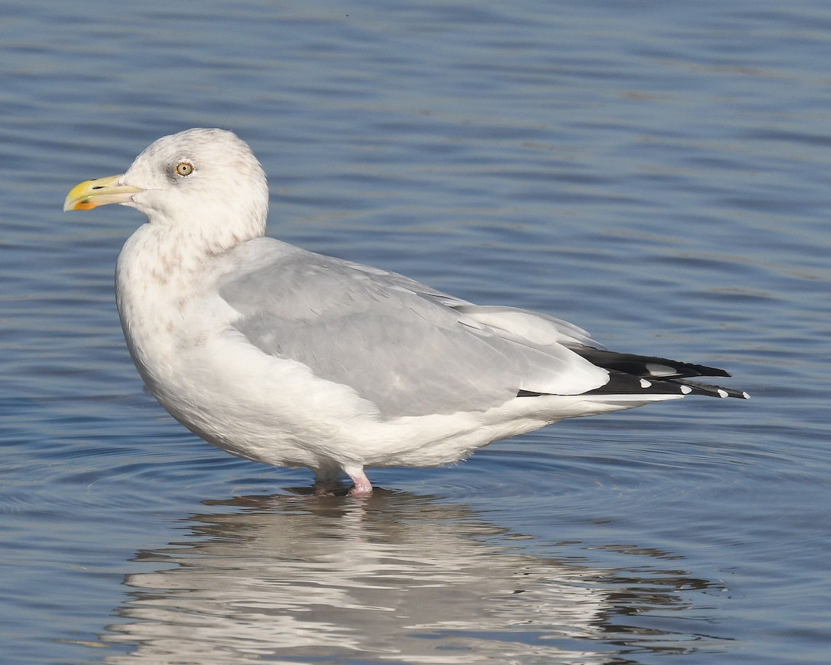 Herring Gull- - ML625259497