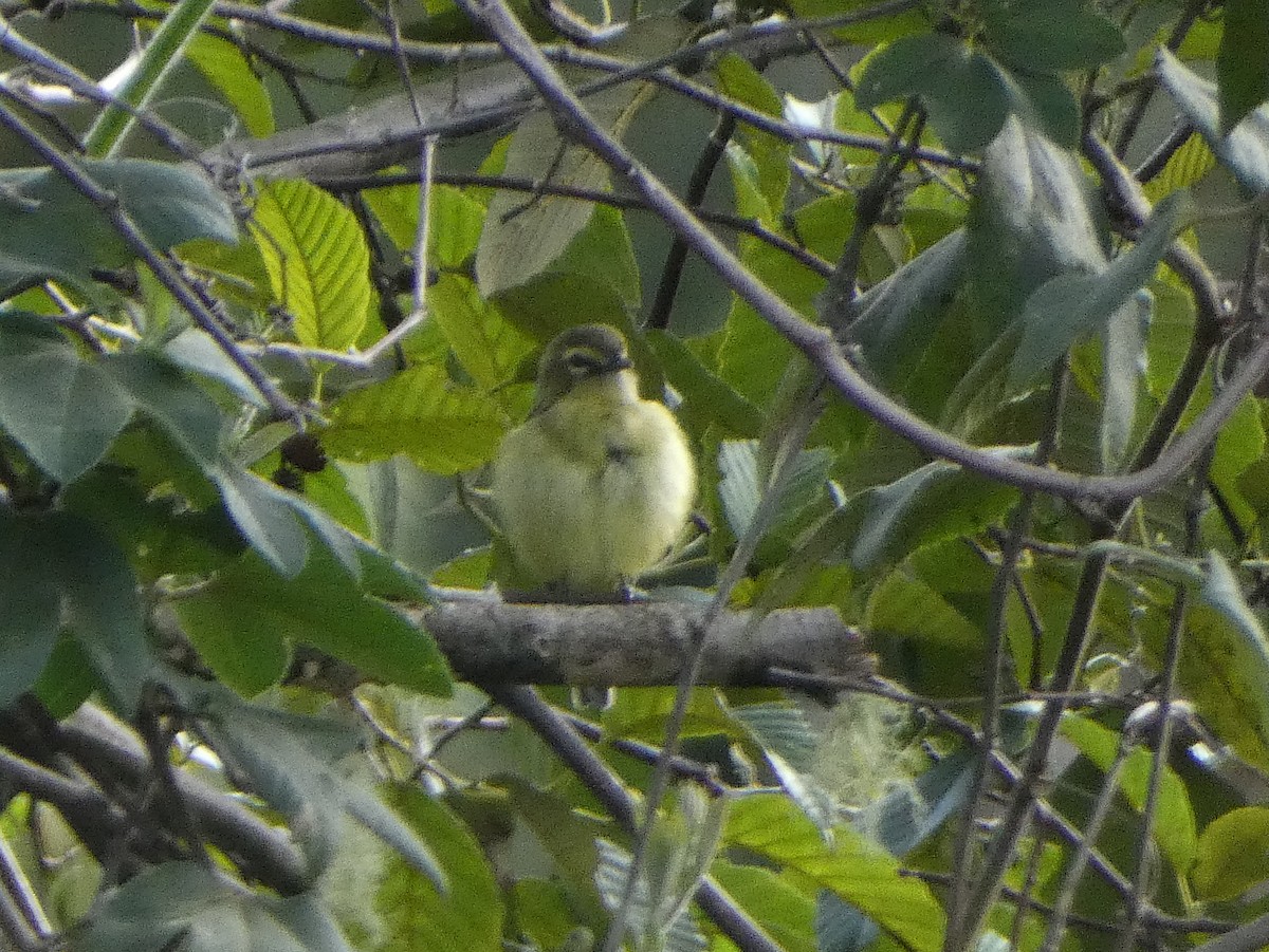 Yellow-winged Vireo - ML625259506