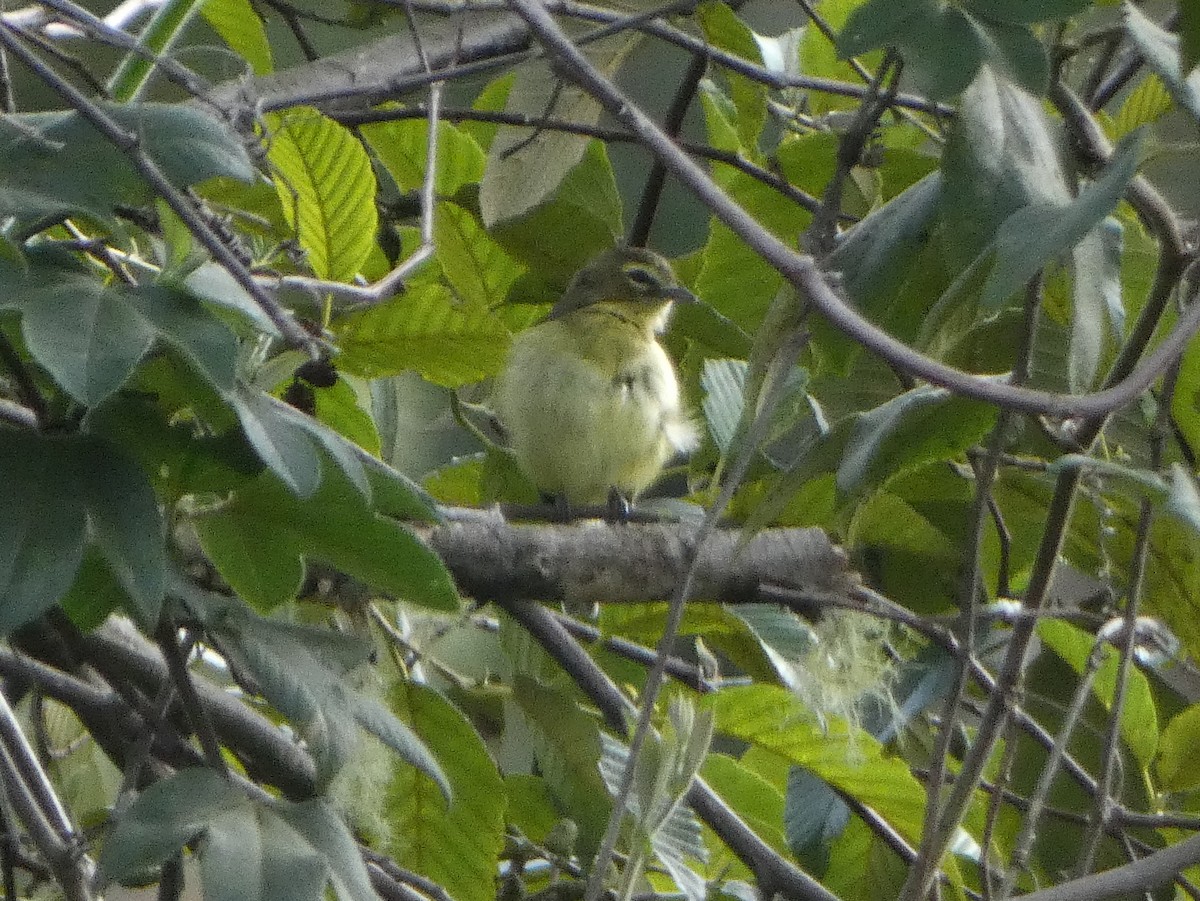 Yellow-winged Vireo - ML625259507