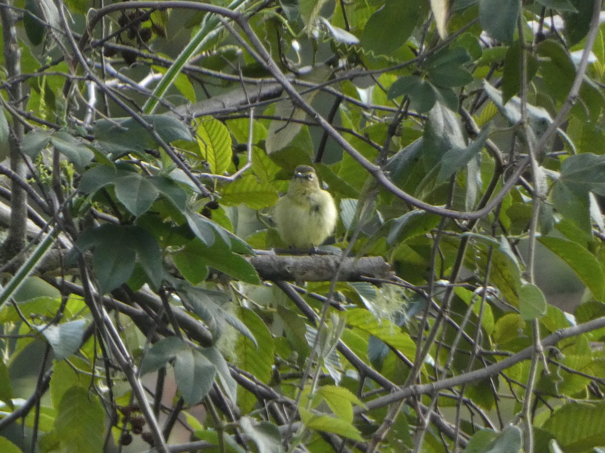 Yellow-winged Vireo - ML625259510