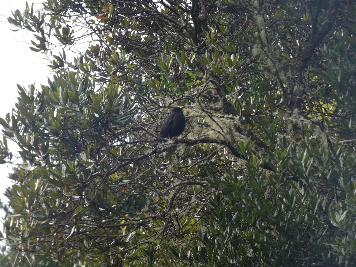 Sooty Thrush - ML625259580