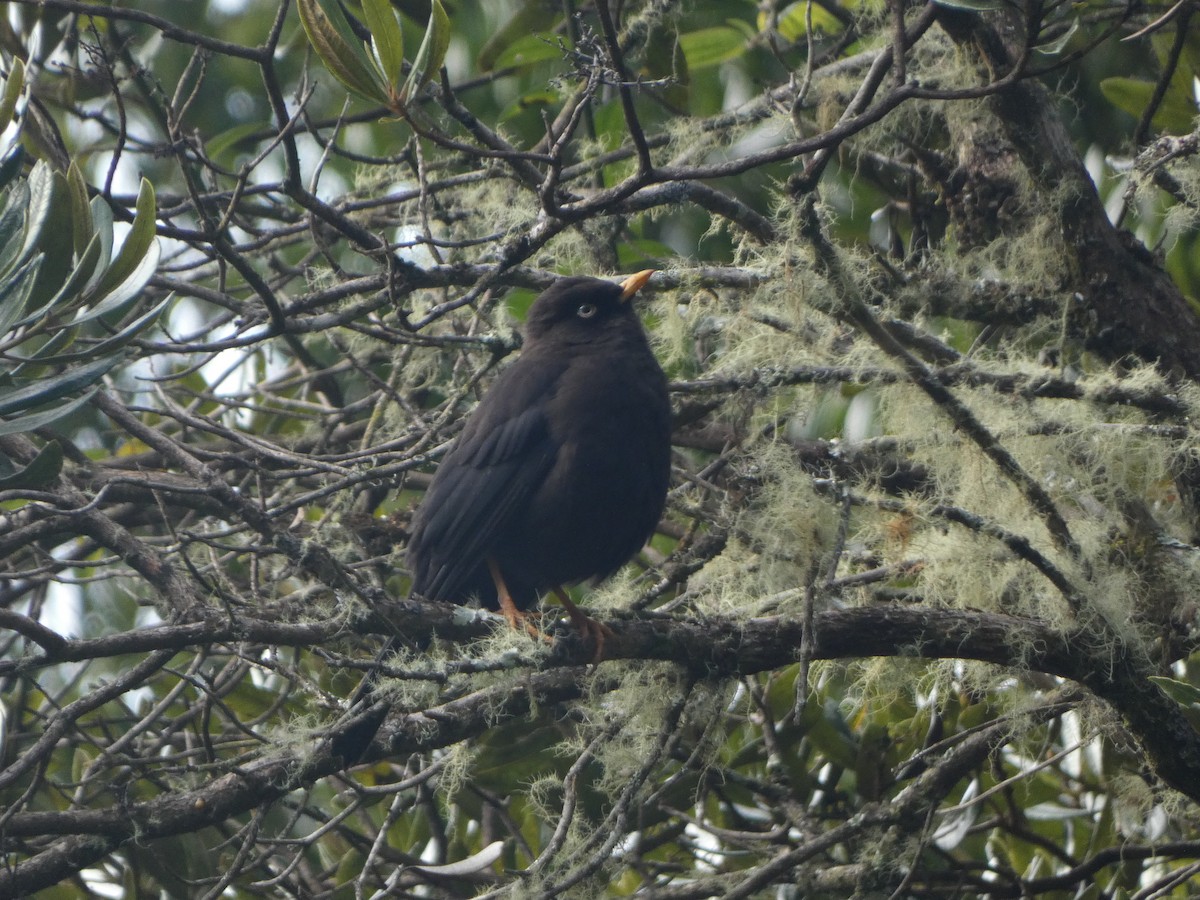 Sooty Thrush - ML625259581