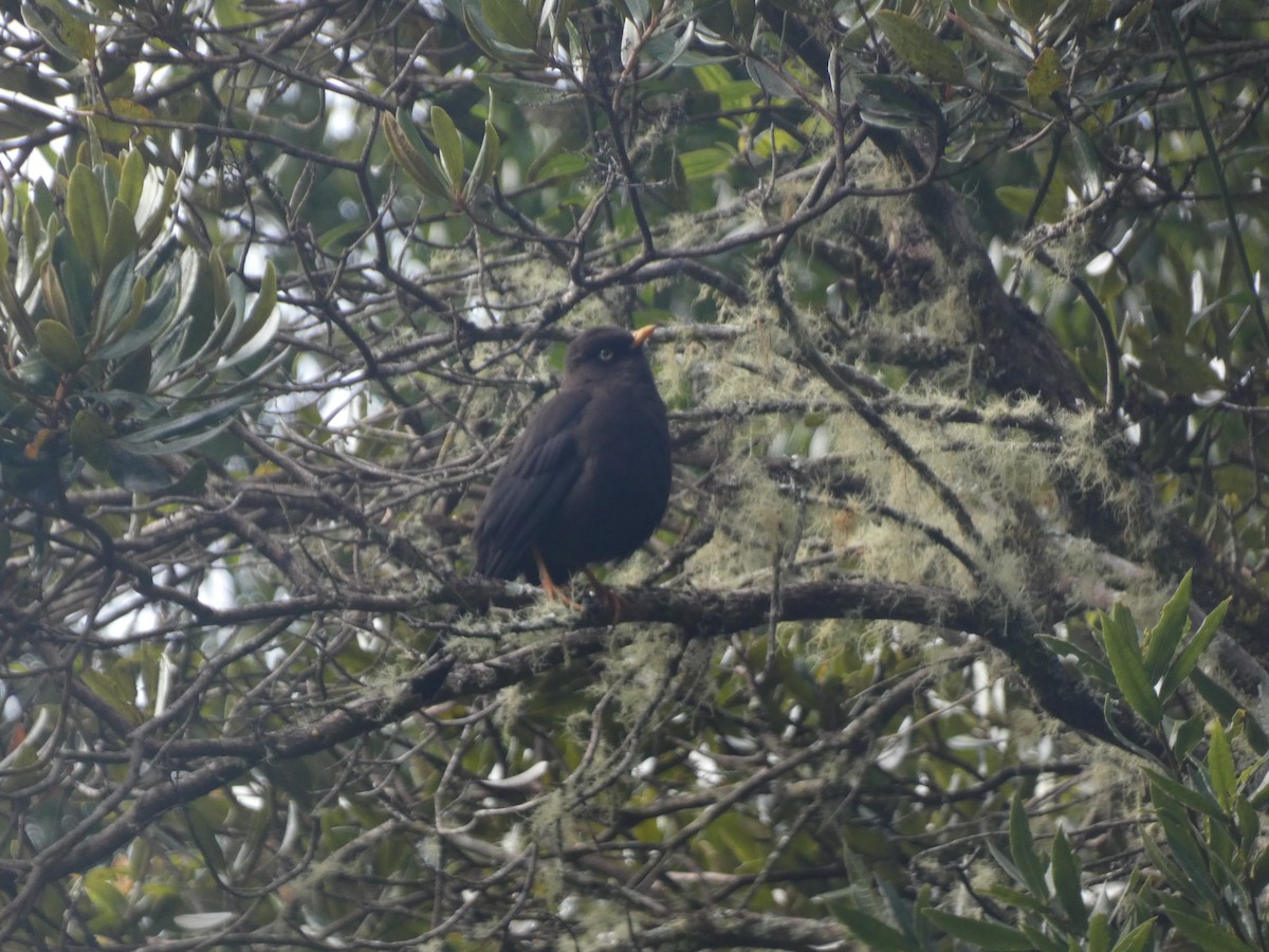 Sooty Thrush - ML625259582