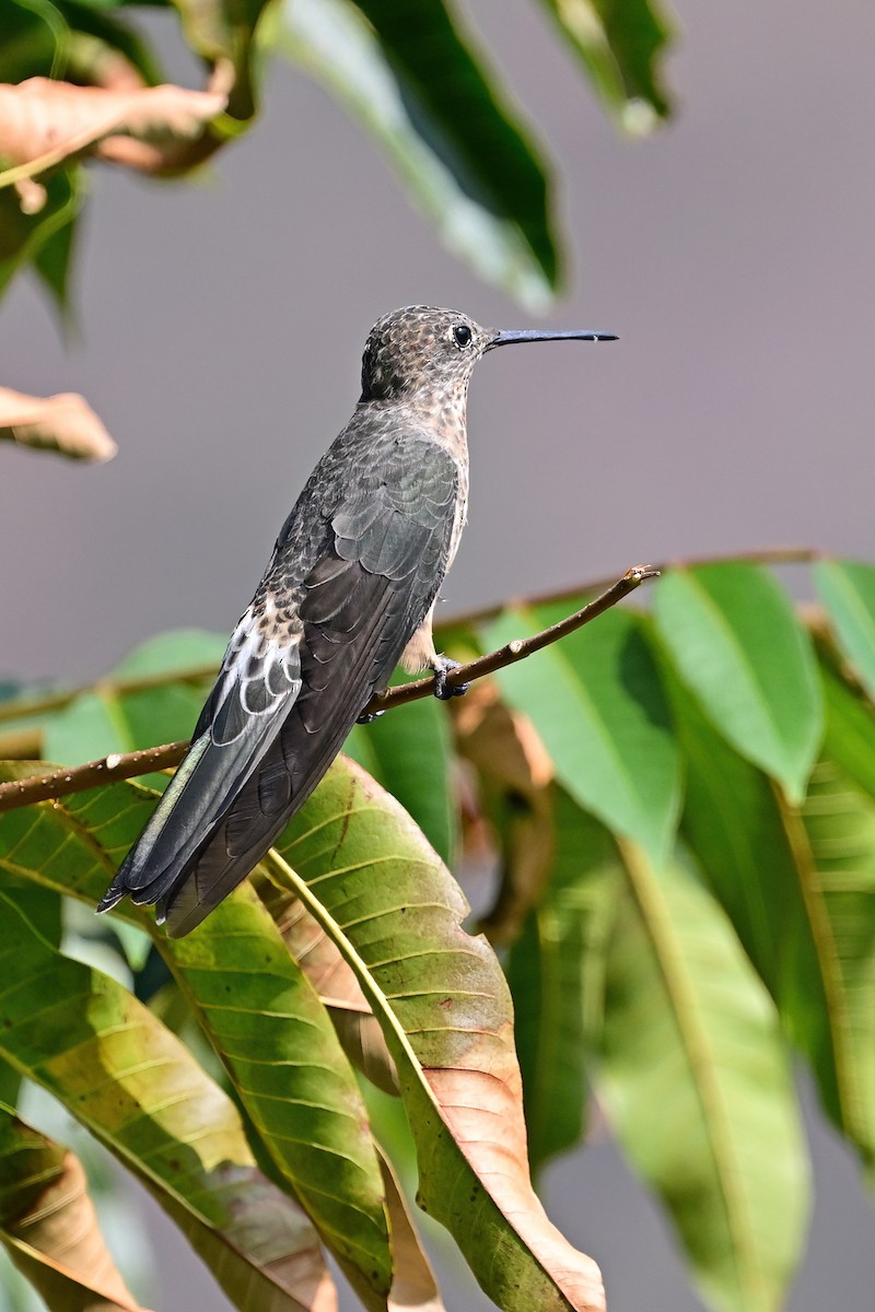 Giant Hummingbird - ML625259630